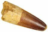 Fossil Spinosaurus Tooth - Feeding Worn Tip #350101-1
